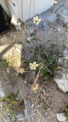 Tridax procumbens