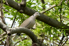 Streptopelia decaocto