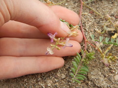 Astragalus iodanthus