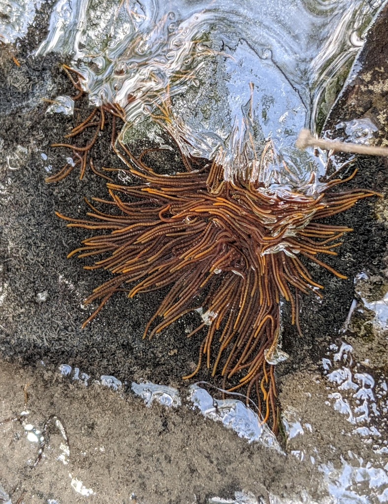 Aquatic Oligochaete Worm