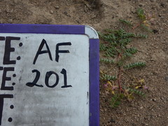 Astragalus iodanthus
