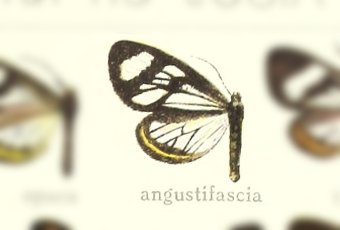 Dioptis angustifascia