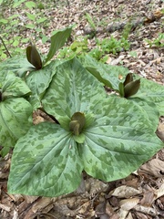 Trillium maculatum