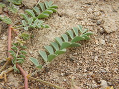 Astragalus iodanthus
