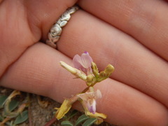 Astragalus iodanthus