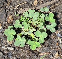 Trifolium stoloniferum