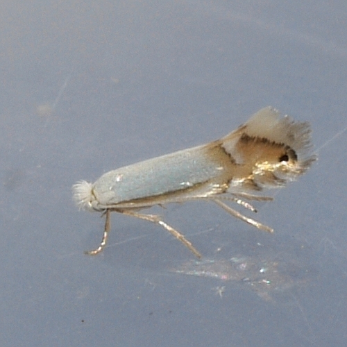 Phyllonorycter argentifimbriella