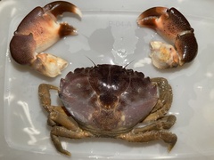 Panopeus austrobesus