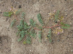 Astragalus iodanthus