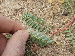 Astragalus iodanthus