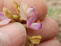 Astragalus iodanthus
