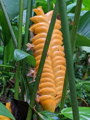 Calathea crotalifera image