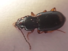 Pterostichus strenuus