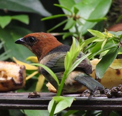 Stilpnia peruviana