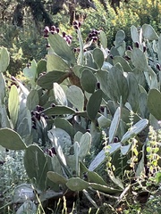 Opuntia anahuacensis