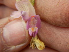 Astragalus iodanthus
