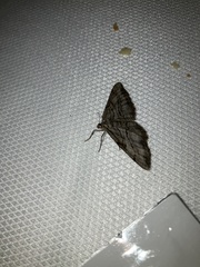 Peribatodes correptaria