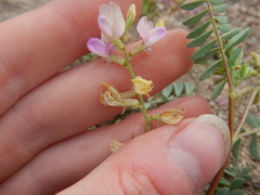 Astragalus iodanthus