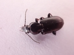 Pterostichus anthracinus