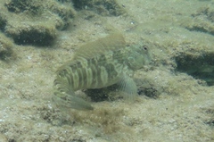 Istiblennius edentulus