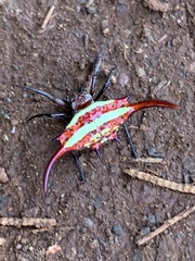 Gasteracantha milvoides