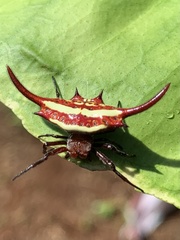 Gasteracantha milvoides
