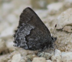 Callophrys fotis