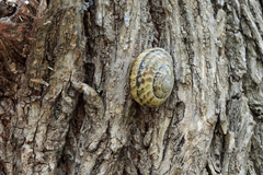 Caucasotachea leucoranea