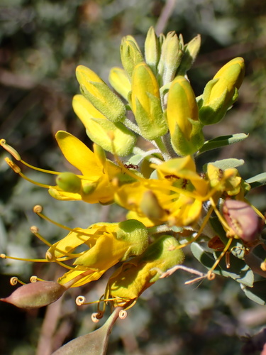 iNaturalist observation photo of Bladderpod