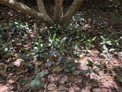 Calophyllum inophyllum