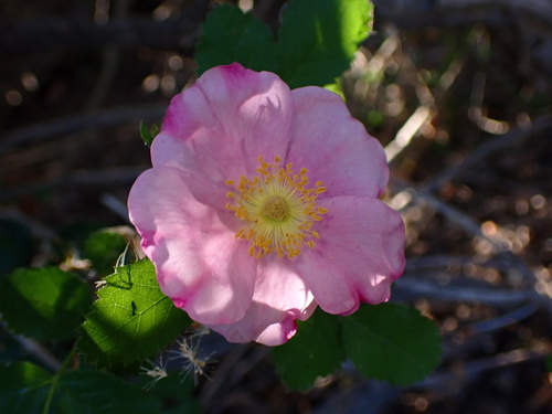 iNaturalist observation photo of California Wild Rose
