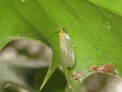 Hemerobius micans