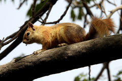 Sciurus anomalus