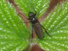 Bibio lanigerus