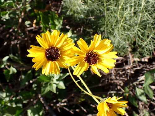 iNaturalist observation photo of California brittlebush