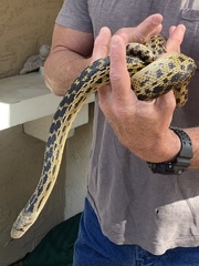 Pituophis catenifer annectens