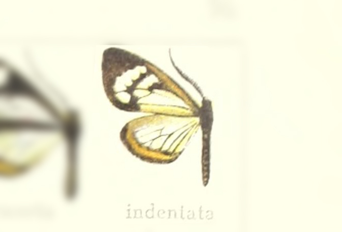 Dioptis indentata