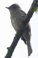 Contopus cinereus
