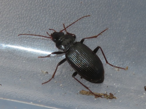 European Gazelle Beetle, Loosduinen, Den Haag, Nederland, photo 9 of 10