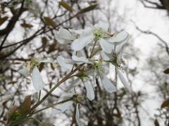 Amelanchier × lamarckii