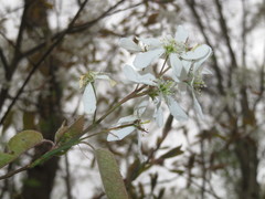 Amelanchier × lamarckii