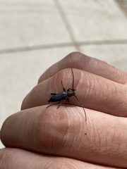 Phymatodes
