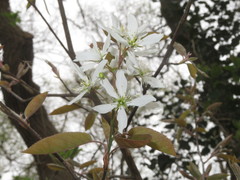 Amelanchier × lamarckii