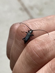 Phymatodes