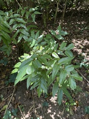 Libidibia monosperma