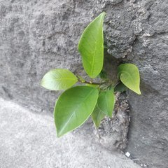 Ficus benjamina