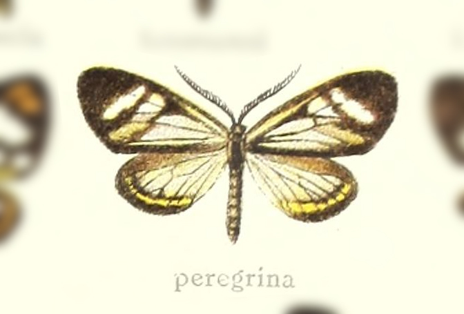 Dioptis peregrina