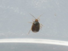 Monalocoris filicis
