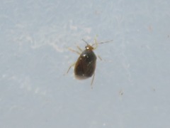 Monalocoris filicis