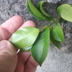 Ficus benjamina